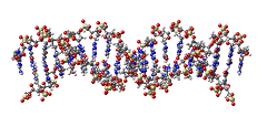 DNA